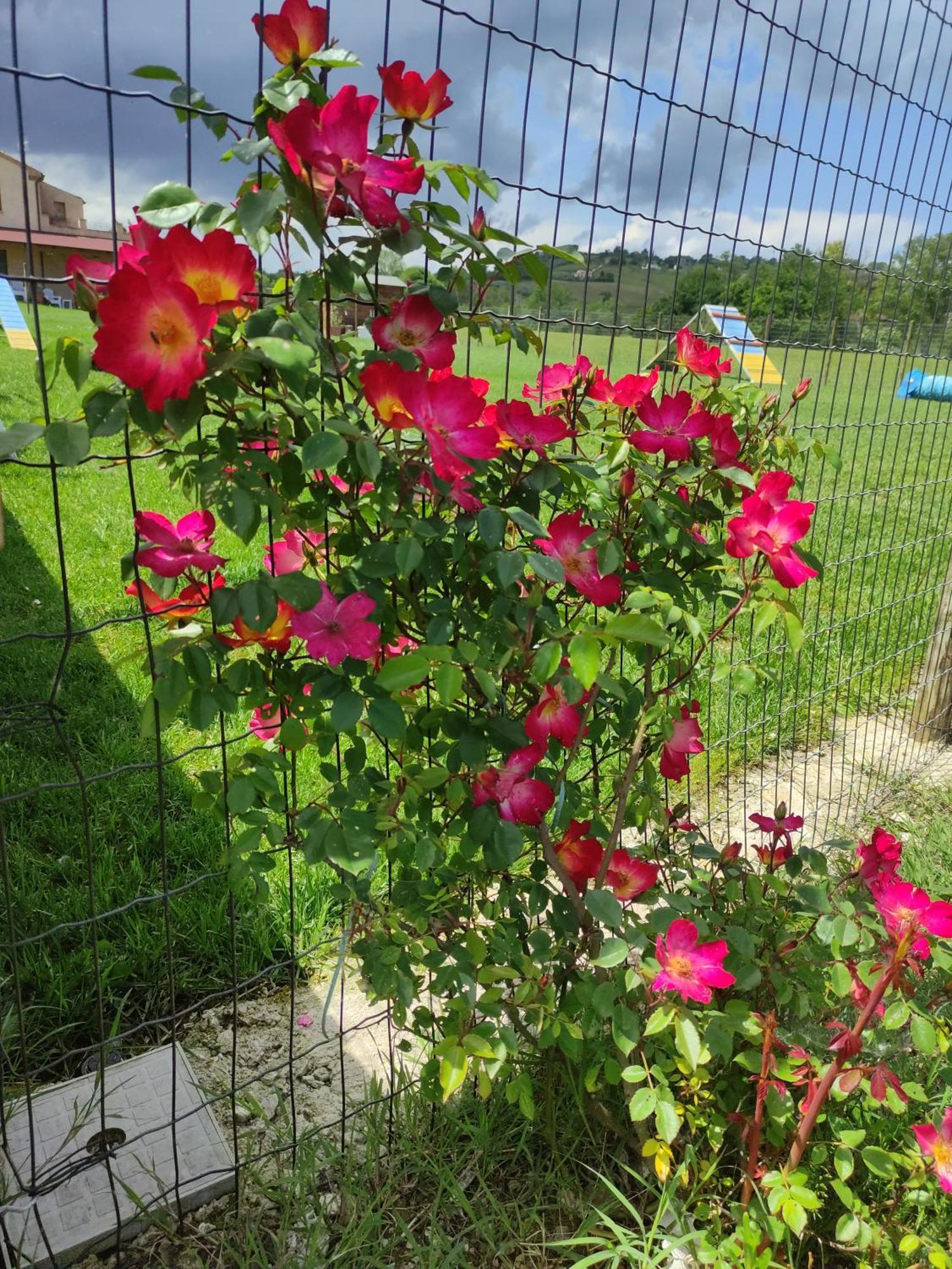 Casa Montefiore 13 Girasoli Lt Nella Tranquilla Campagna Marchigiana アンコーナ エクステリア 写真